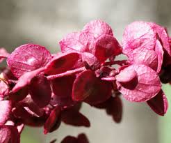 Image result for Atriplex hortensis