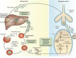 Attēlu rezultāti vaicājumam “Enteridium olivaceum plasmodium”