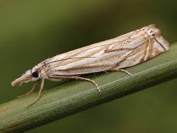 Attēlu rezultāti vaicājumam “Crambus heringiellus”