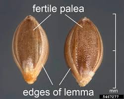 Attēlu rezultāti vaicājumam “Setaria viridis fruit”