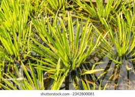 Attēlu rezultāti vaicājumam “Stratiotes aloides leaf”