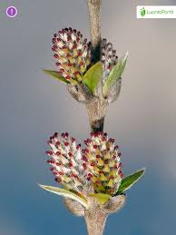 Attēlu rezultāti vaicājumam “Salix repens subsp. rosmarinifolia flower”