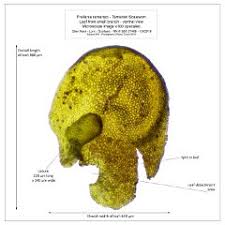 Attēlu rezultāti vaicājumam “Frullania tamarisci macro”