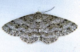 Attēlu rezultāti vaicājumam “Ectropis crepuscularia”