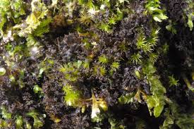 Attēlu rezultāti vaicājumam “Leptogium lichenoides”