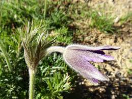 Attēlu rezultāti vaicājumam “Pulsatilla vulgaris”