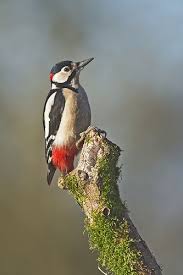 Attēlu rezultāti vaicājumam “Dendrocopos major male”