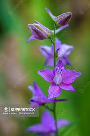 Image result for Delphinium consolida