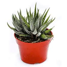 Image result for Haworthia mix