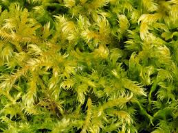 Attēlu rezultāti vaicājumam “Campylium chrysophyllum”