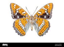 Attēlu rezultāti vaicājumam “Limenitis populi upperside”