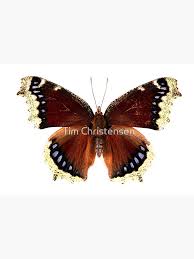 Attēlu rezultāti vaicājumam “Nymphalis antiopa”