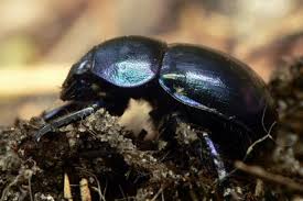 Attēlu rezultāti vaicājumam “Trypocopris vernalis”