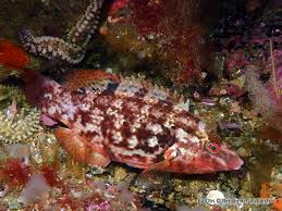 Image result for Symphodus bailloni