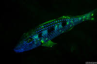 Image result for Pseudupeneus maculatus