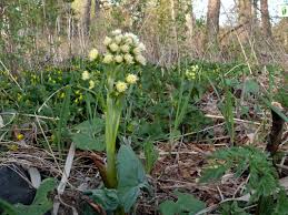 Attēlu rezultāti vaicājumam “Petasites spurius flower”