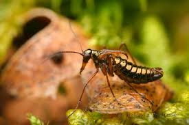 Attēlu rezultāti vaicājumam “Boreus”