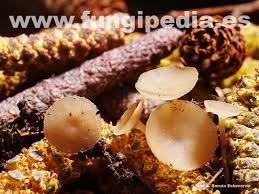 Attēlu rezultāti vaicājumam “Ciboria amentacea”