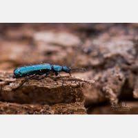 Attēlu rezultāti vaicājumam “Dasytes caeruleus imago”