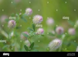 Attēlu rezultāti vaicājumam “Trifolium arvense leaf”