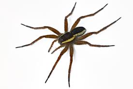 Attēlu rezultāti vaicājumam “Dolomedes fimbriatus”