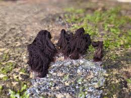 Attēlu rezultāti vaicājumam “Stemonitopsis hyperopta”