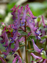 Attēlu rezultāti vaicājumam “Corydalis solida fruit”