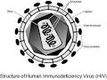 HIV - (Human Immunodeficiency Virus)
