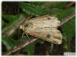 Attēlu rezultāti vaicājumam “Axylia putris”