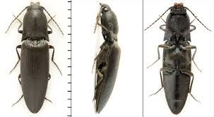 Attēlu rezultāti vaicājumam “Ectinus aterrimus”