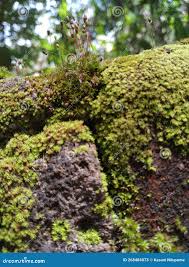 Attēlu rezultāti vaicājumam “Pogonatum urnigerum macro”