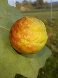 Attēlu rezultāti vaicājumam “Cynips quercusfolii”