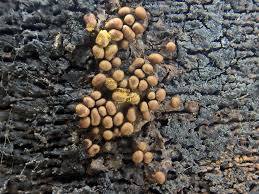 Attēlu rezultāti vaicājumam “Trichia scabra spores”