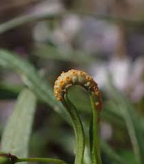 Attēlu rezultāti vaicājumam “Pucciniales”