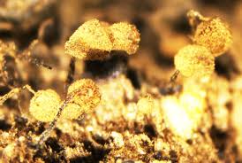 Attēlu rezultāti vaicājumam “Comatricha laxa macro”