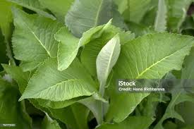 Attēlu rezultāti vaicājumam “Inula helenium leaf”