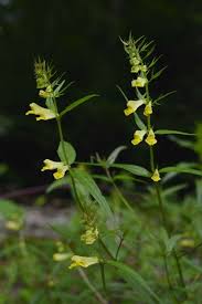 Attēlu rezultāti vaicājumam “Melampyrum pratense leaf”