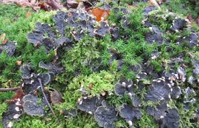 Attēlu rezultāti vaicājumam “Peltigera canina”