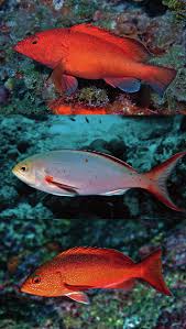 Image result for Cephalopholis fulva