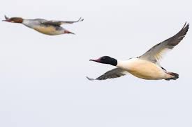 Attēlu rezultāti vaicājumam “Anseriformes”