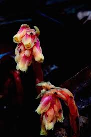 Attēlu rezultāti vaicājumam “Monotropa hypopitys flower”