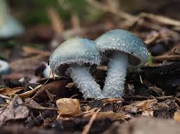 Attēlu rezultāti vaicājumam “Stemonitopsis hyperopta var. landewaldii”