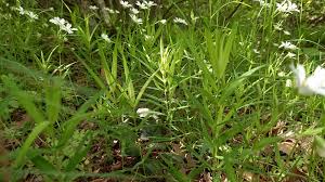 Attēlu rezultāti vaicājumam “Stellaria holostea”