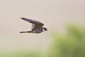 Attēlu rezultāti vaicājumam “Falco subbuteo adult”