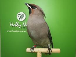 Attēlu rezultāti vaicājumam “Bombycilla garrulus adult”