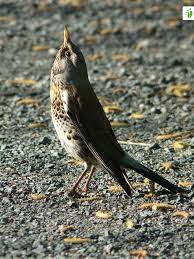 Attēlu rezultāti vaicājumam “Turdus pilaris juvenile”