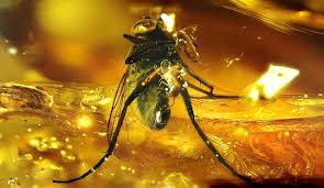 Attēlu rezultāti vaicājumam “Rhagionidae”