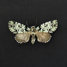 Attēlu rezultāti vaicājumam “Moma alpium”