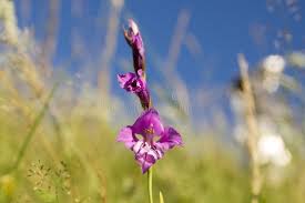 Attēlu rezultāti vaicājumam “Gladiolus imbricatus bud”