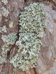 Attēlu rezultāti vaicājumam “Hypogymnia tubulosa”